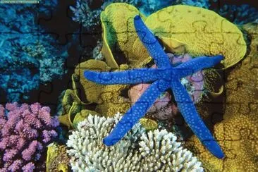 Estrella de mar