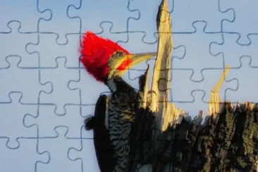 Pica-Pau de cabeça vermelha jigsaw puzzle