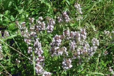 Wild oregano (Belg)