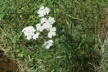 AchilllÃ©e (Belg)