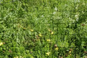 פאזל של fleurs d 'Ã©tÃ© (Belg)