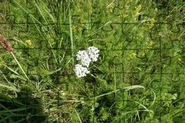 fleurs d 'Ã©tÃ© (Belg)