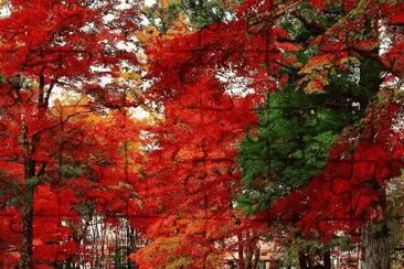 colores