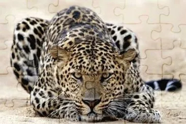 favorites jigsaw puzzle