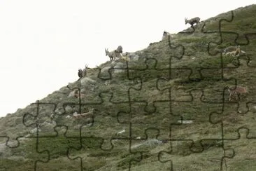 Bouquetins - Alpes (Fr) jigsaw puzzle