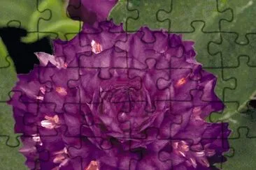 gomphrena jigsaw puzzle