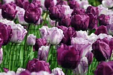 tulip jigsaw puzzle