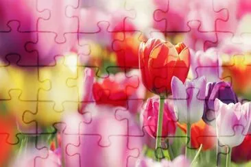 tulip jigsaw puzzle