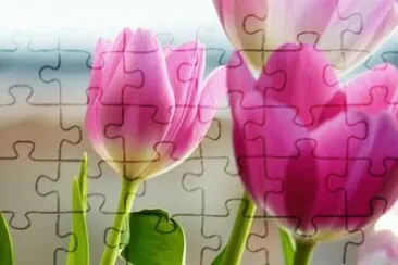 tulip jigsaw puzzle