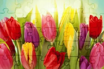 tulip jigsaw puzzle