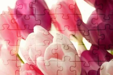 tulip jigsaw puzzle