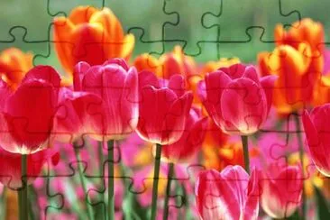 tulip