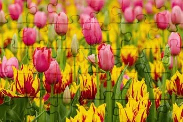 tulip
