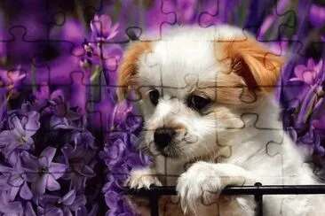 Perrito entre flores jigsaw puzzle