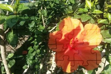 Hibiscus