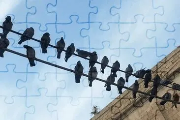 Birds, Jaffo jigsaw puzzle