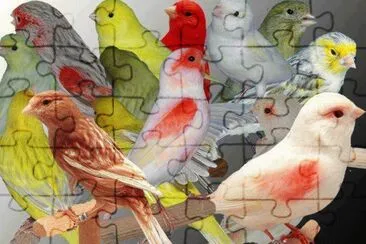 pÃ¡ssaros jigsaw puzzle