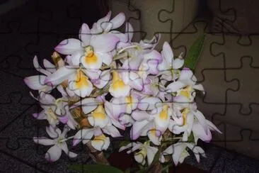 fotos de flores que ganhei ou que foram cultivadas por mim
