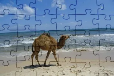 bord de mer jigsaw puzzle
