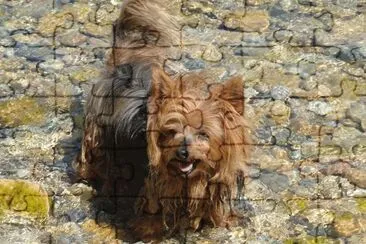 petit chien jigsaw puzzle