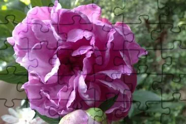 peonia erbacea