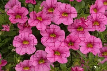 calibrachoa