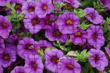 calibrachoa