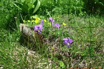 alpines spring flowers (Fr)