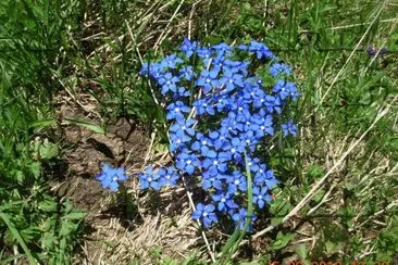 spring gentianes (Alps-FR)