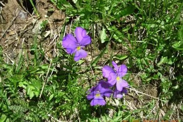 pensÃ©es alpines (Fr)