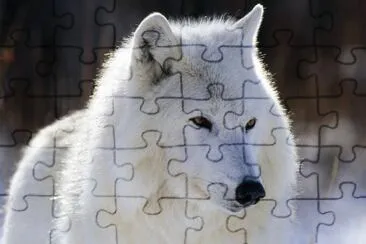 animales