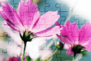 æ³¢