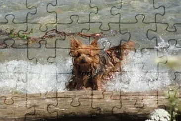 Chien au bain jigsaw puzzle