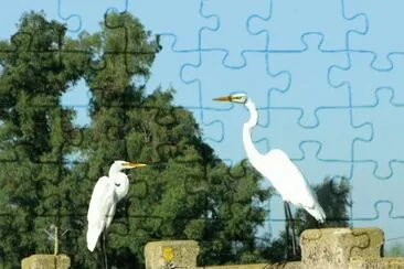 garza blanca jigsaw puzzle