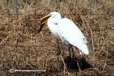 garza blanca 4