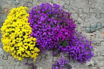 Fleurs jigsaw puzzle