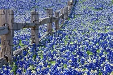CAMPO DE FLORES