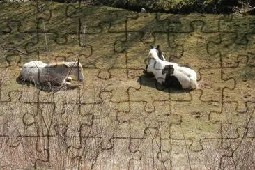 Horses (East Belgium)