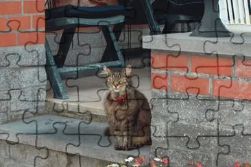 פאזל של Khali the cat