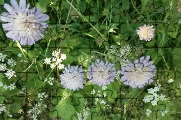 Fleurs (East Belgium) jigsaw puzzle