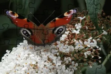 Butterfly at home(East Belgium) jigsaw puzzle