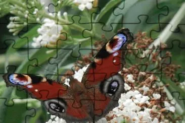 Butterfly (East Belgium) jigsaw puzzle