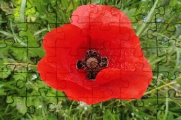 coquelicot jigsaw puzzle