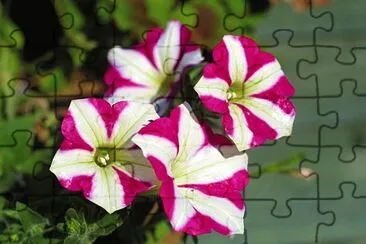 petunia jigsaw puzzle
