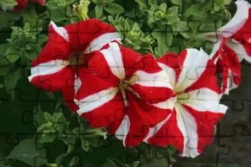 petunia jigsaw puzzle