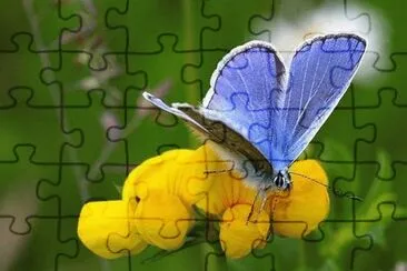 Mariposa jigsaw puzzle