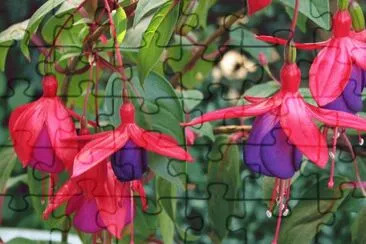  jigsaw puzzle