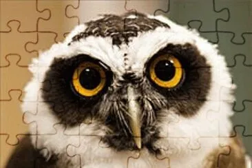 civette jigsaw puzzle