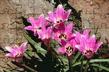 entre las rocas jigsaw puzzle