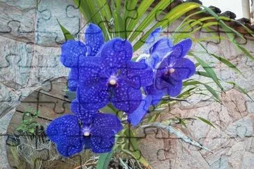 OrquÃ­dea Azul jigsaw puzzle